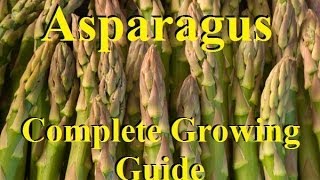 How To Grow Asparagus  Complete Growing Guide [upl. by Ahola]