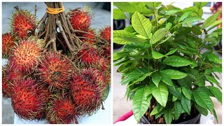 How To Grow Seeds Rambutan  Cara Semai Biji Rambutan [upl. by Lartnom]