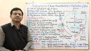 Diabetes Mellitus Part10 Mechanism of Action of Sulfonylurease  Antidiabetic Drugs  Diabetes [upl. by Eenar]