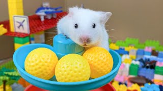 Hamster Escapes Room Maze OBSTACLE COURSE Prison Maze 10 [upl. by O'Mahony714]