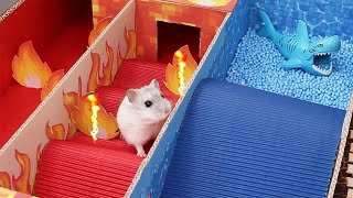 Hamster escapes Rainbow Pup maze adventure [upl. by Barrow]