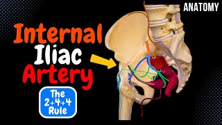 Internal Iliac Artery Scheme Course Branches Mnemonic  Anatomy [upl. by Drolyag523]