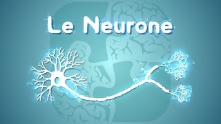 Neurolexique 1  Le Neurone [upl. by Nivak]