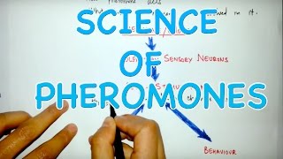 Action Mechanism of Pheromones [upl. by Lowrance]