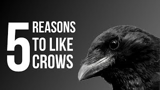 5 Reasons To Like Crows American Crow [upl. by Matejka]