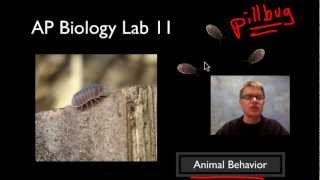 AP Biology Lab 11 Animal Behavior [upl. by Idolah810]