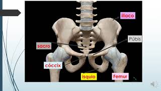 Anatomia da pelve [upl. by Eustache781]