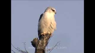 Black winged Kite [upl. by Hyo]