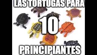 LAS 10 TORTUGAS PERFECTAS PARA PRINCIPIANTES [upl. by Onailil]