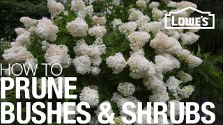 How to Prune Trim amp Shape Your Bushes amp Shrubs [upl. by Aihsekat]