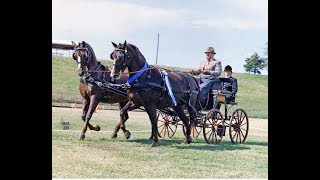 The National Carriage Drive at the Kentucky Horse Park [upl. by Joacimah]