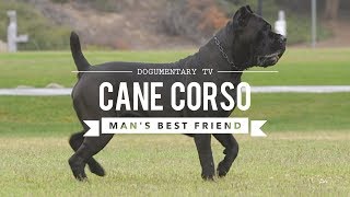 CANE CORSO MANS BEST FRIEND [upl. by Koblick720]