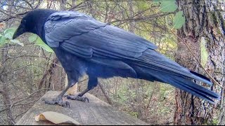 Crow Calling Close Up [upl. by Brandes444]