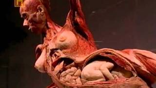 Dr Gunther von Hagens History Channelflv [upl. by Snehpets884]