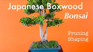 Japanese Boxwood Bonsai  Buxus Microphylla  Pruning and Shaping  May 2020 [upl. by Keese]