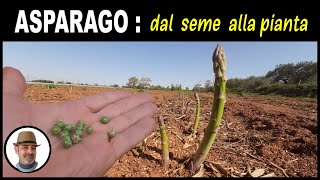 Seminare lasparago sembrar espárragos sow asparagus [upl. by Bowlds]