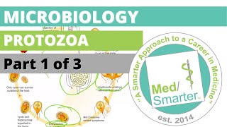 Protozoa  Microbiology  USMLE STEP 1  Part 1 of 3 [upl. by Dimitri]