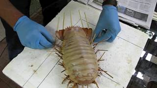 Giant Isopod Making a display specimen [upl. by Einnaffit]