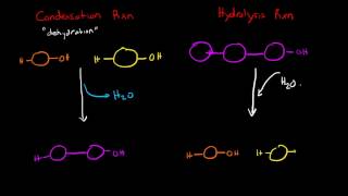 Condensation and Hydrolysis Reactions [upl. by Disraeli]