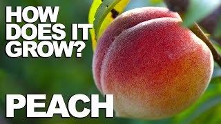 PEACH  How Does it Grow [upl. by Aggie]