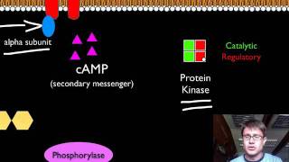 Signal Transduction Pathways [upl. by Deering]