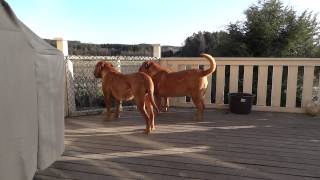 Dogue de Bordeaux Morgan barking [upl. by Charmain]