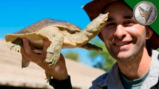 Bizarre Desert Turtle [upl. by Boffa315]