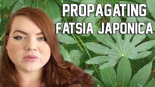 PROPAGATING FATSIA JAPONICA  Water and Sphagnum Moss  Miss Bird [upl. by Heyes707]