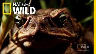 Venomous Cane Toads  Nat Geo Wild [upl. by Yadnil]