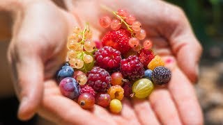 Harvesting 12 DIFFERENT kinds of BERRIES at ONCE from the GARDEN [upl. by Aracaj]