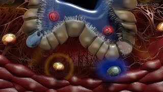 Immunology of the Lung [upl. by Fernandina]