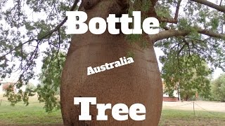 Growing a Bottle Tree from Australia [upl. by Allisirp]