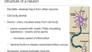 Introduction to Psychology 21  The Brain and Behavior  Nervous System and Neurons [upl. by Krongold523]