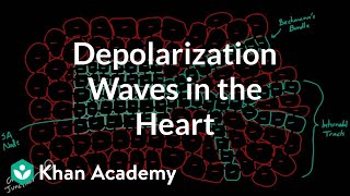 Depolarization waves flowing through the heart  NCLEXRN  Khan Academy [upl. by Rossner]