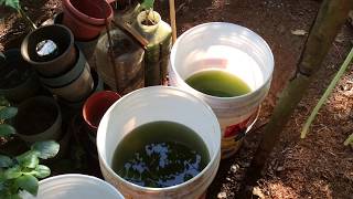 How to grow Green Water Algae [upl. by Temme]