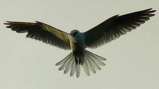 Blackshouldered Kite hoveringhunting [upl. by Autumn]