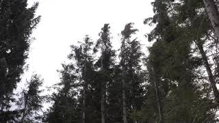 Strong Howling Wind Sound 2 Hours  Swaying Spruce Trees in The Wind [upl. by Hanas668]