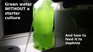 Green Water WITHOUT a Starter Culture  From Scratch  How To [upl. by Fortunio275]