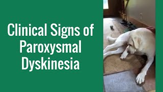 Clinical Signs of Paroxysmal Dyskinesia in a Dog  Merck Veterinary Manual [upl. by Thgiwed82]