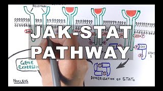 JAKSTAT Signalling Pathway [upl. by Bethel]