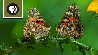 The Remarkable Way that Butterflies Mate [upl. by Home]