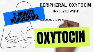 2Minute Neuroscience Oxytocin [upl. by Durant204]