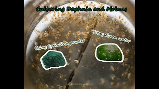 How To Culture Daphnia and Moinas using Green Water Spirulina powder [upl. by Ardnad785]