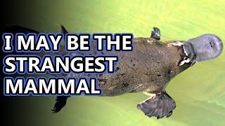 Platypus facts mammals that lay eggs  Animal Fact Files [upl. by Lielos]