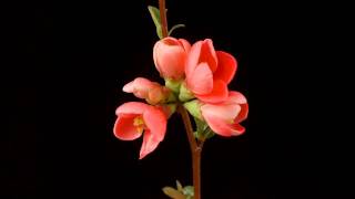 Japonica Chaenomeles japonica blossom time lapse [upl. by Anaujait]