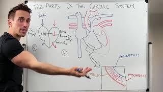 Parts of the Cardiac System Heart Anatomy [upl. by Enylodnewg53]