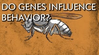 How Do Genes Influence Behavior  Instant Egghead 18 [upl. by Eetsud]