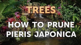 How to Prune Pieris Japonica [upl. by Neenad]