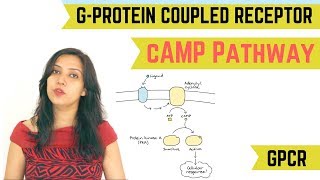 cAMP PATHWAY  GPROTEIN COUPLED RECEPTOR GPCR [upl. by Katy]