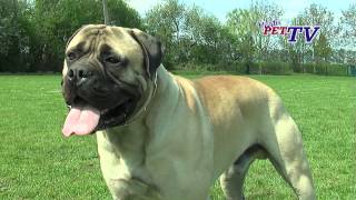 Bullmastiff Informationen zur Rasse [upl. by Lytle]